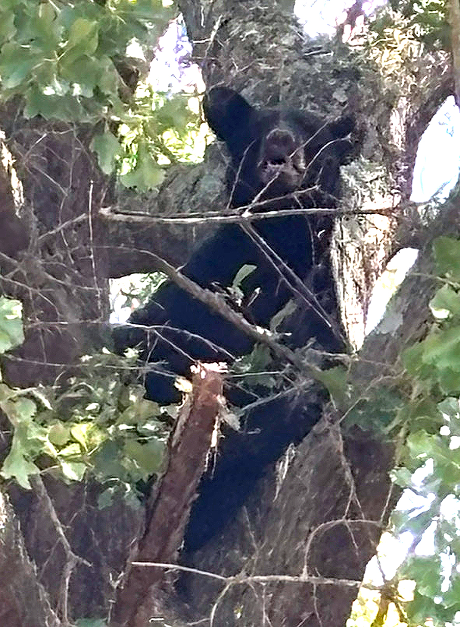 Bear in tree BEST Becca Coates